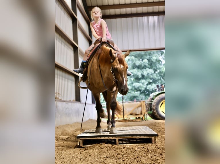 American Quarter Horse Wałach 4 lat 142 cm Bułana in Sedalia, MO