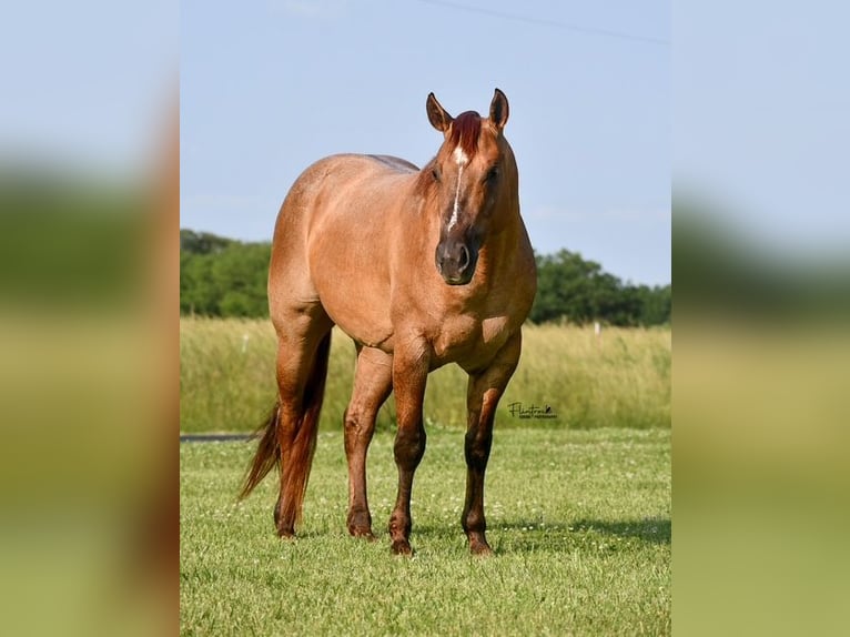 American Quarter Horse Wałach 4 lat 142 cm Bułana in Sedalia, MO