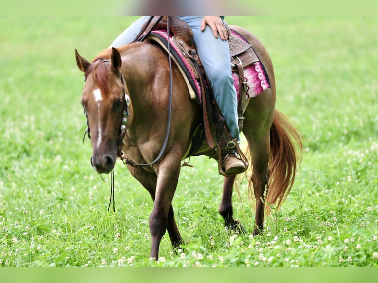 American Quarter Horse Wałach 4 lat 142 cm Bułana in Sedalia, MO