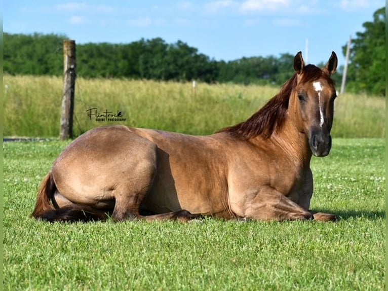 American Quarter Horse Wałach 4 lat 142 cm Bułana in Sedalia, MO
