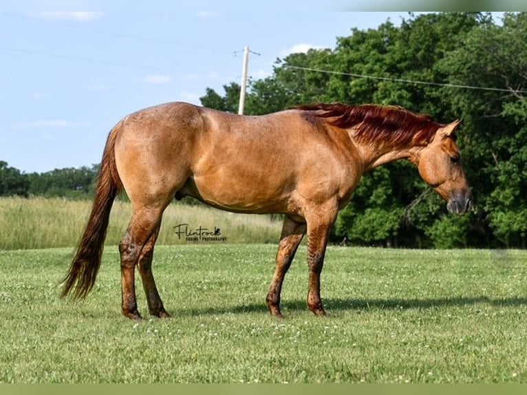 American Quarter Horse Wałach 4 lat 142 cm Bułana in Sedalia, MO