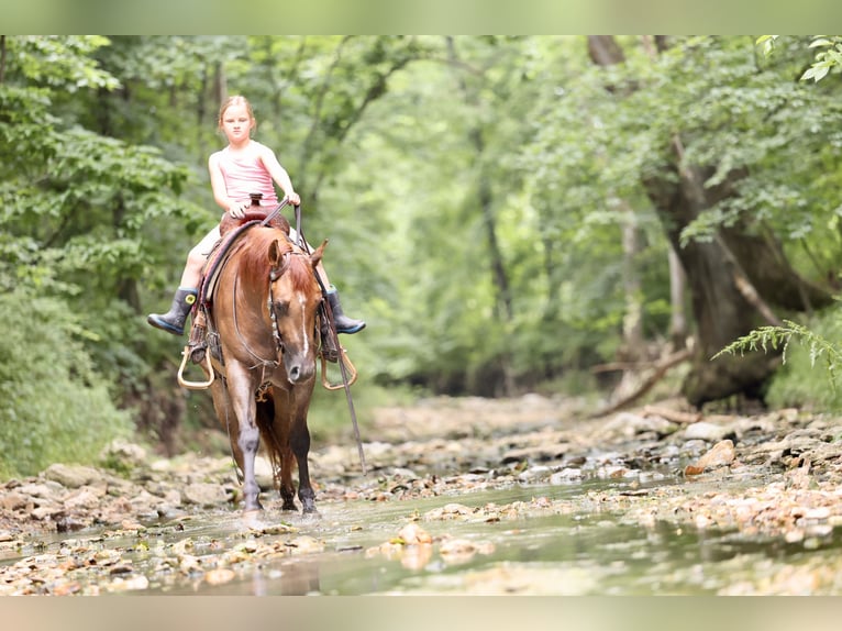 American Quarter Horse Wałach 4 lat 142 cm Bułana in Sedalia, MO