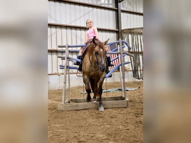 American Quarter Horse Wałach 4 lat 142 cm Bułana in Sedalia, MO