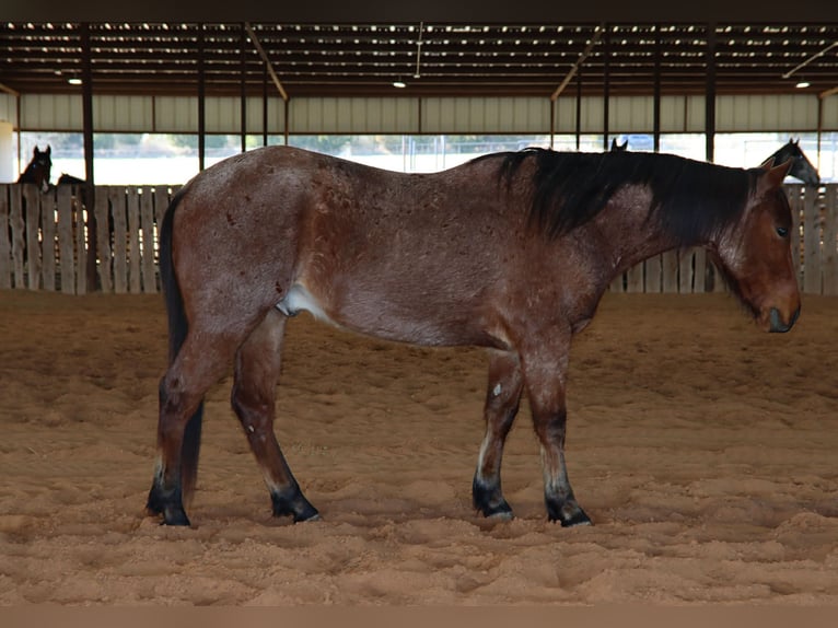American Quarter Horse Wałach 4 lat 142 cm Gniadodereszowata in Holdenville