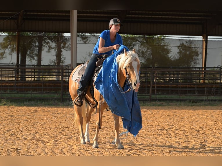 American Quarter Horse Wałach 4 lat 142 cm Izabelowata in Stephenville
