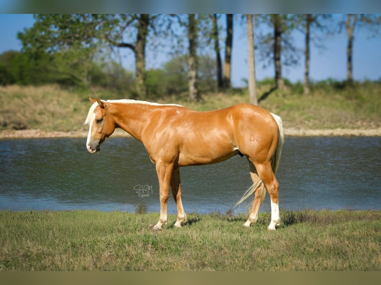 American Quarter Horse Wałach 4 lat 142 cm Izabelowata in Stephenville