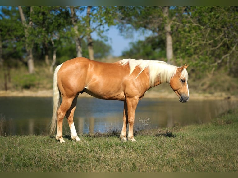 American Quarter Horse Wałach 4 lat 142 cm Izabelowata in Stephenville