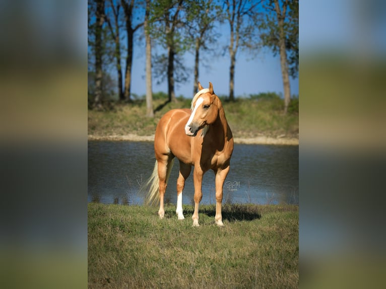 American Quarter Horse Wałach 4 lat 142 cm Izabelowata in Stephenville