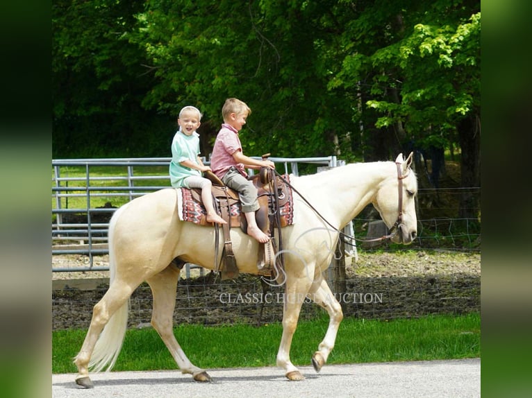 American Quarter Horse Wałach 4 lat 142 cm Izabelowata in Coal City, IN