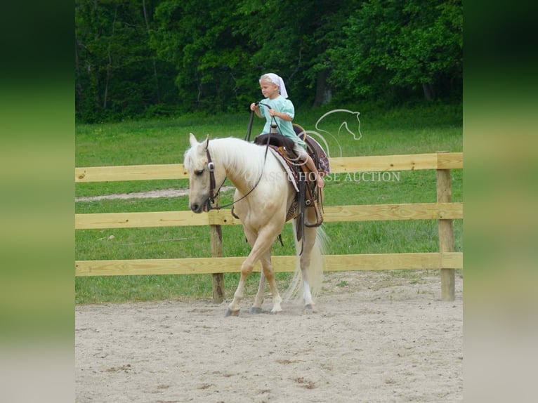 American Quarter Horse Wałach 4 lat 142 cm Izabelowata in Coal City, IN
