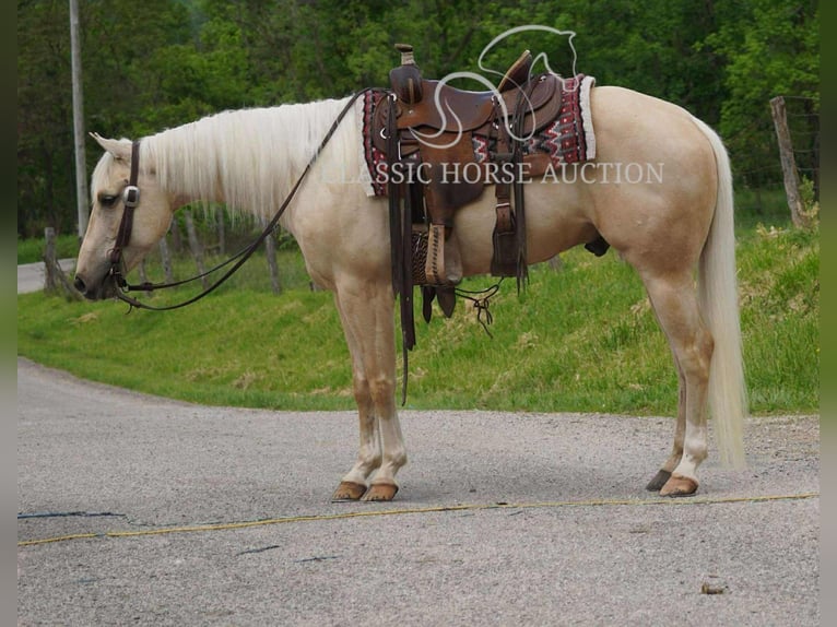 American Quarter Horse Wałach 4 lat 142 cm Izabelowata in Coal City, IN