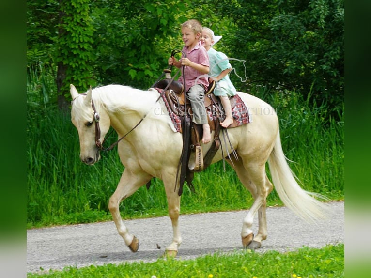 American Quarter Horse Wałach 4 lat 142 cm Izabelowata in Coal City, IN