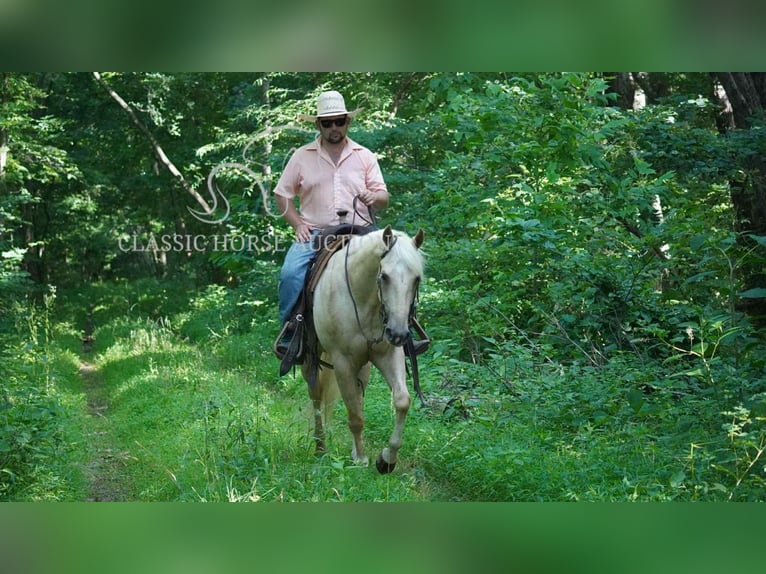 American Quarter Horse Wałach 4 lat 142 cm Izabelowata in Coal City, IN