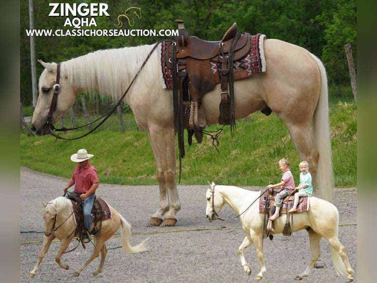 American Quarter Horse Wałach 4 lat 142 cm Izabelowata in Coal City, IN