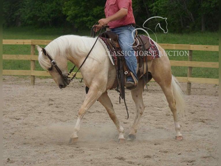 American Quarter Horse Wałach 4 lat 142 cm Izabelowata in Coal City, IN