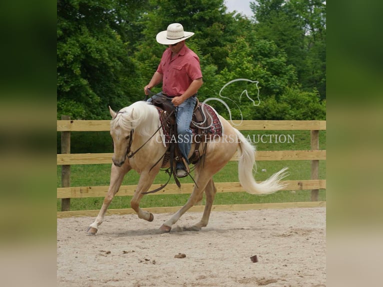 American Quarter Horse Wałach 4 lat 142 cm Izabelowata in Coal City, IN