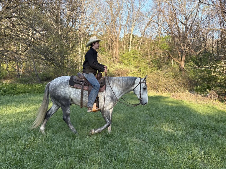 American Quarter Horse Wałach 4 lat 142 cm Siwa in Shippensburg