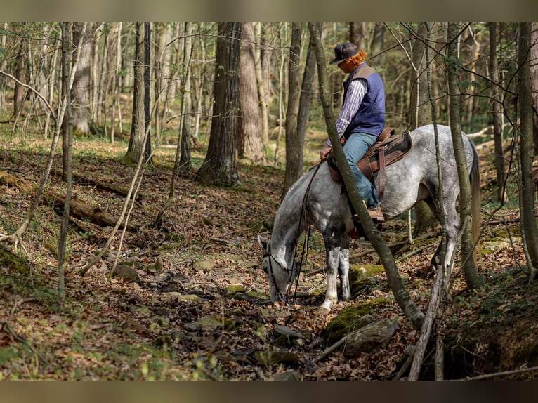 American Quarter Horse Wałach 4 lat 142 cm Siwa in Shippensburg