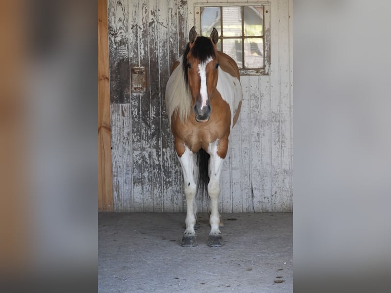 American Quarter Horse Mix Wałach 4 lat 142 cm Srokata in Baltic