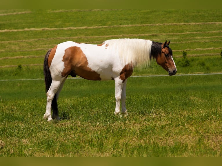 American Quarter Horse Mix Wałach 4 lat 142 cm Srokata in Baltic