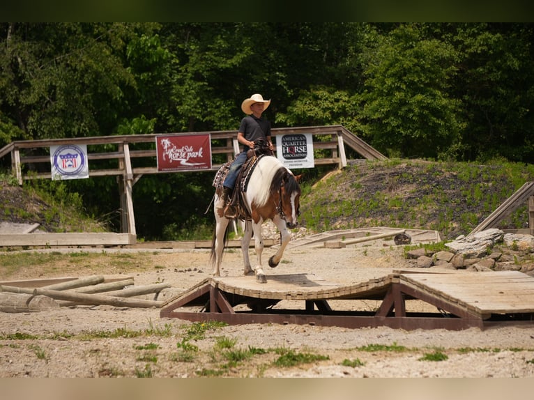 American Quarter Horse Mix Wałach 4 lat 142 cm Srokata in Baltic