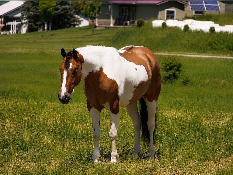 American Quarter Horse Mix Wałach 4 lat 142 cm Srokata in Baltic