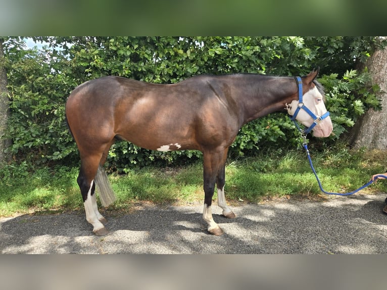 American Quarter Horse Wałach 4 lat 143 cm Ciemnogniada in Rotstergaast