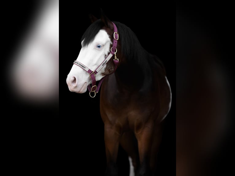 American Quarter Horse Wałach 4 lat 143 cm Ciemnogniada in Rotstergaast