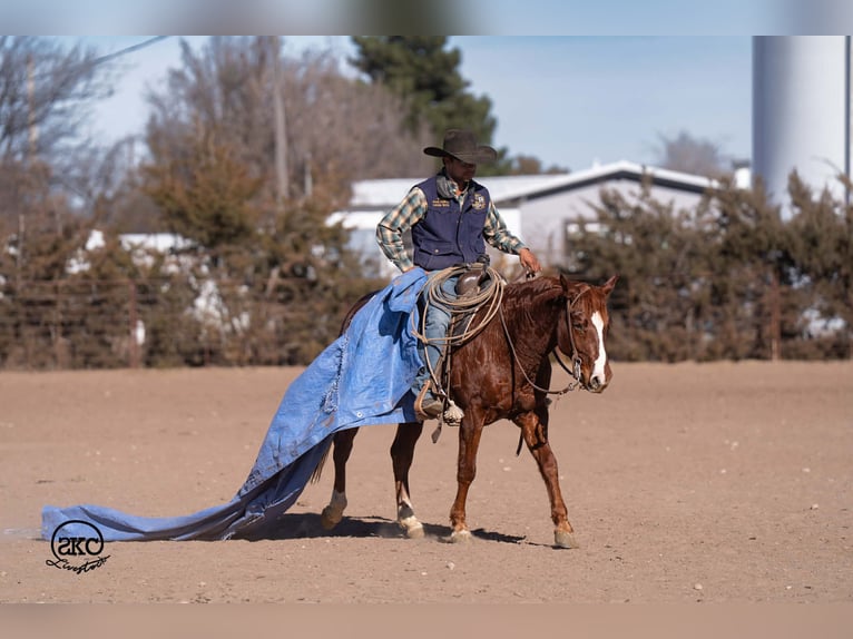 American Quarter Horse Wałach 4 lat 145 cm Cisawa in Canyon