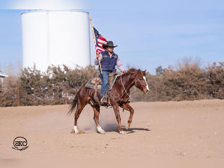 American Quarter Horse Wałach 4 lat 145 cm Cisawa in Canyon