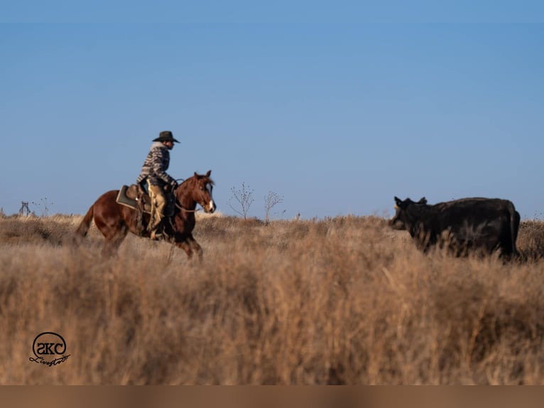 American Quarter Horse Wałach 4 lat 145 cm Cisawa in Canyon