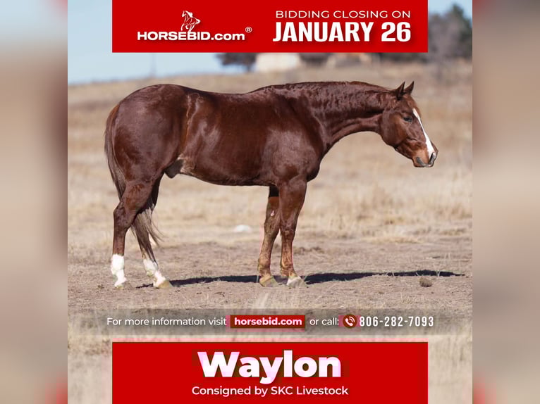 American Quarter Horse Wałach 4 lat 145 cm Cisawa in Canyon