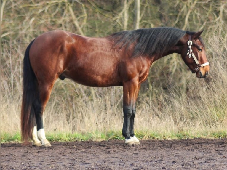 American Quarter Horse Wałach 4 lat 145 cm Gniada in Laubach