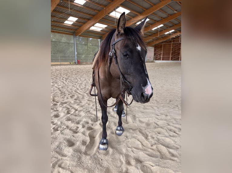 American Quarter Horse Wałach 4 lat 145 cm Grullo in Amstetten