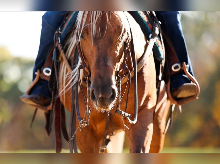 American Quarter Horse Wałach 4 lat 145 cm Izabelowata in Lewistown