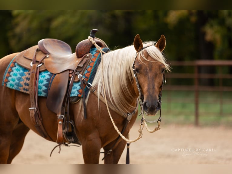 American Quarter Horse Wałach 4 lat 145 cm Izabelowata in Lewistown