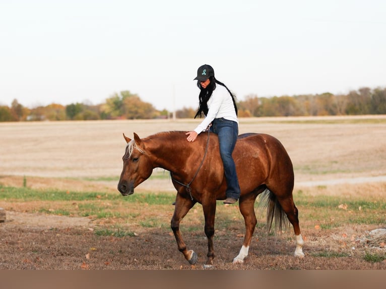 American Quarter Horse Wałach 4 lat 145 cm Izabelowata in Lewistown