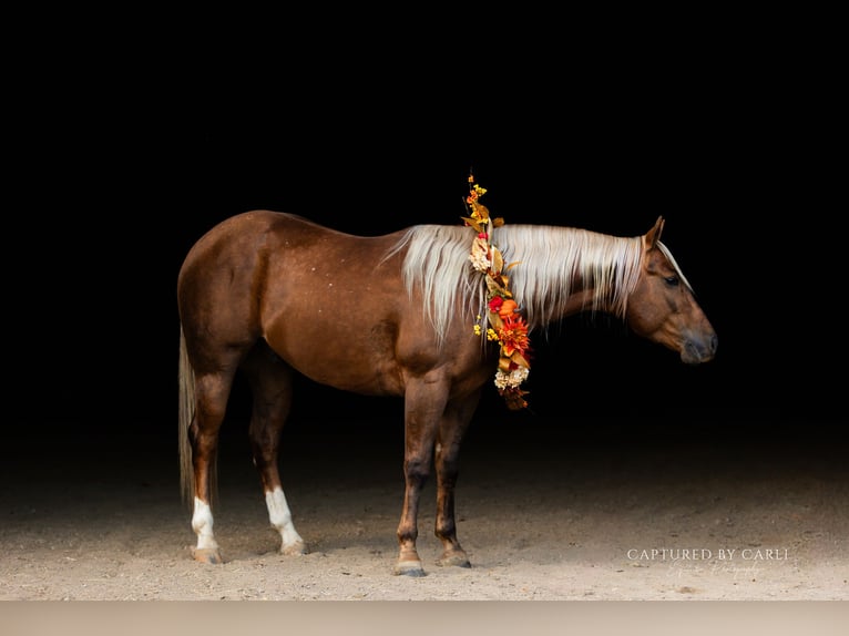 American Quarter Horse Wałach 4 lat 145 cm Izabelowata in Lewistown
