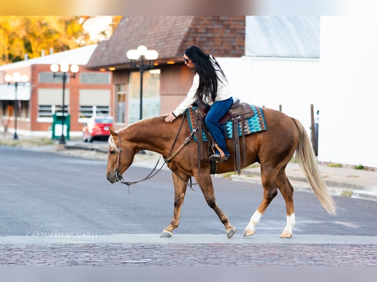 American Quarter Horse Wałach 4 lat 145 cm Izabelowata in Lewistown