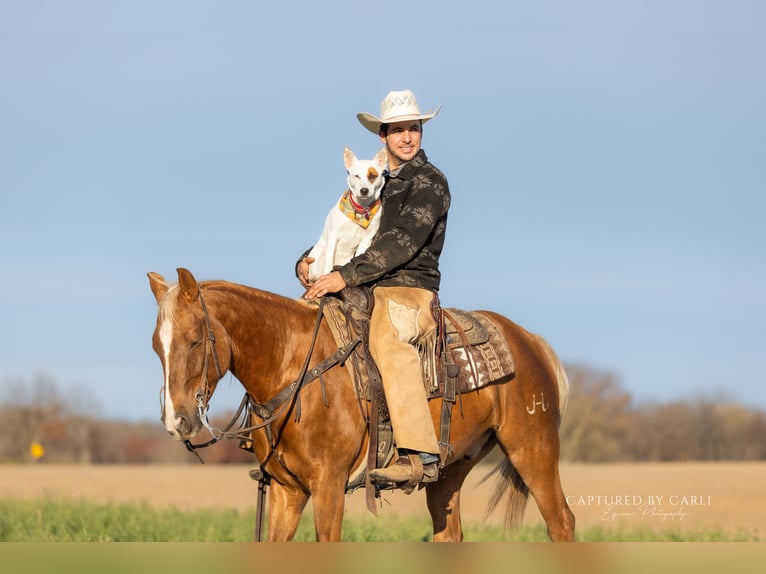 American Quarter Horse Wałach 4 lat 145 cm Izabelowata in Lewistown