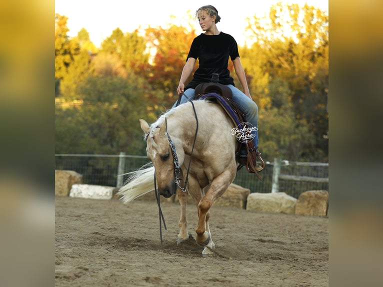 American Quarter Horse Wałach 4 lat 145 cm Izabelowata in Millersburg