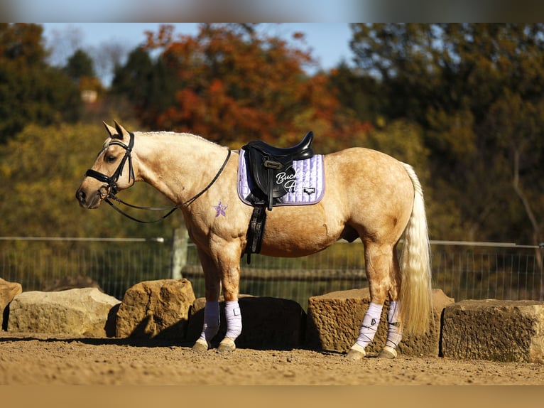 American Quarter Horse Wałach 4 lat 145 cm Izabelowata in Millersburg