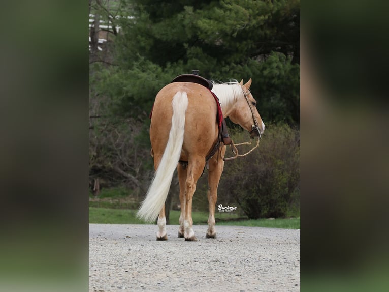 American Quarter Horse Wałach 4 lat 145 cm Izabelowata in Millersburg