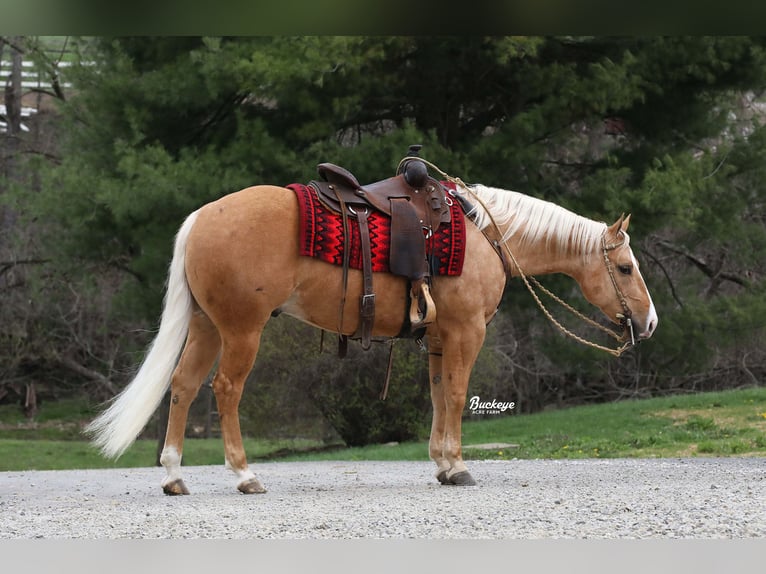 American Quarter Horse Wałach 4 lat 145 cm Izabelowata in Millersburg