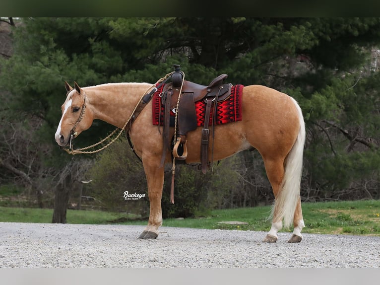 American Quarter Horse Wałach 4 lat 145 cm Izabelowata in Millersburg