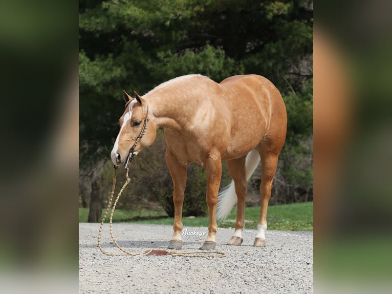 American Quarter Horse Wałach 4 lat 145 cm Izabelowata in Millersburg