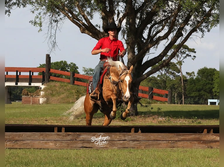 American Quarter Horse Wałach 4 lat 145 cm Izabelowata in Millersburg