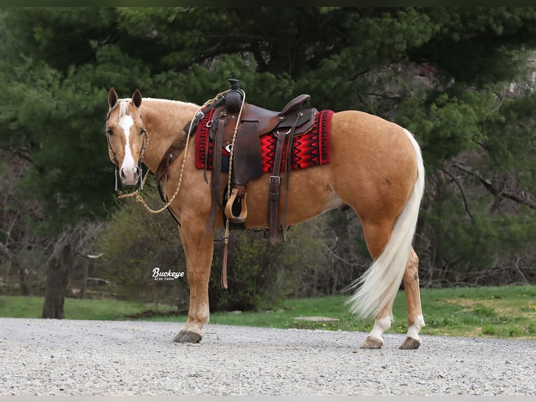 American Quarter Horse Wałach 4 lat 145 cm Izabelowata in Millersburg