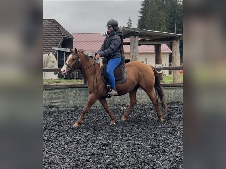 American Quarter Horse Mix Wałach 4 lat 146 cm Kasztanowata in Breitnau