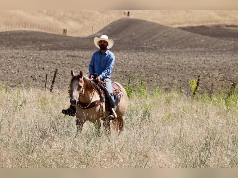 American Quarter Horse Wałach 4 lat 147 cm Bułana in King City